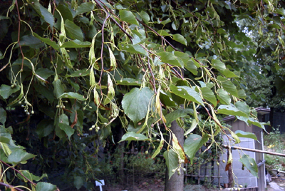 シナノキ(1999.9.19：大阪府都市緑化植物園)