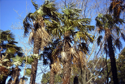 大阪市立長居植物園：2003.1.5