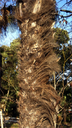 2003.1.5.：長居植物園