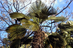 2003.1.5：長居植物園