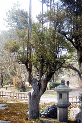 台杉（京都府立植物園(2001.3.18))