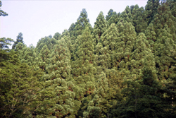 スギの植林（金剛山：2000.7.19.)