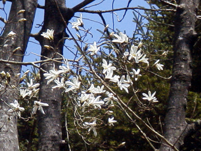 タムシバ（神戸森林植物園：2001.4.2）