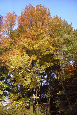 トウカエデ(大阪市立大学理学部付属植物園：2000.11.23.)