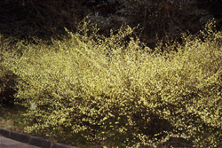 ヒュウガミズキ（京都府立植物園 2000.4.2))