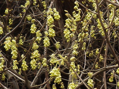 トサミズキ(京都府立植物園：2000.4.2)