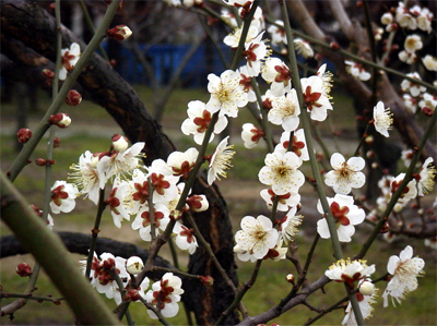 ウメ(2000.2.13:長居植物園)