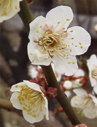 ウメ(2000.2.13:長居植物園）