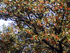 赤い実を付けたウラジロノキ(池田市五月山・愛宕神社：2001.10.6)