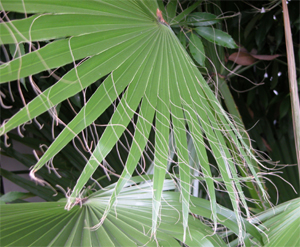 天王寺公園入口交番そば(2006.8.12.)