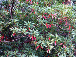 紅葉した葉をつけるホルトノキ(長居植物園 2006.11.4)