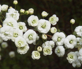 シジミバナ(大阪市大植物園：2000.4.16)