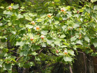 ユリノキ(大阪市立大学理学部付属植物園：2005.5.5)