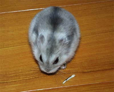 manmaru2-03.jpg