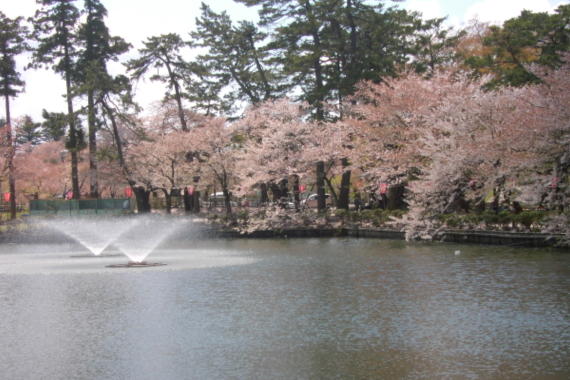 日本三大夜桜の一つだったりする