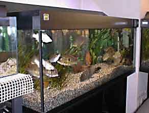 �������鋛