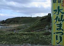 須崎 水仙