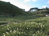須崎 水仙