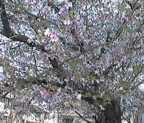 満開の桜