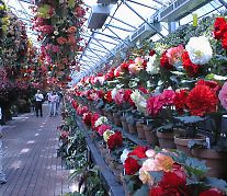 富士国際花園のベコニア