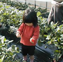 甘い大きなイチゴ