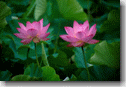 hasu2001-con2.gif (8639 oCg)