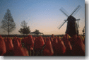 tulip2001-con.gif (8284 oCg)