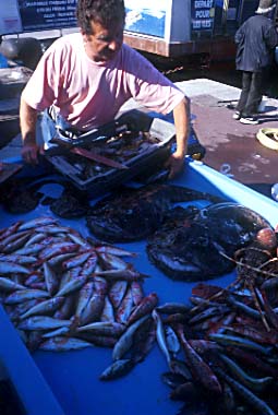 �A���R�E�炪�H�ׂ����B