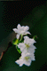 10sakura01 十月桜