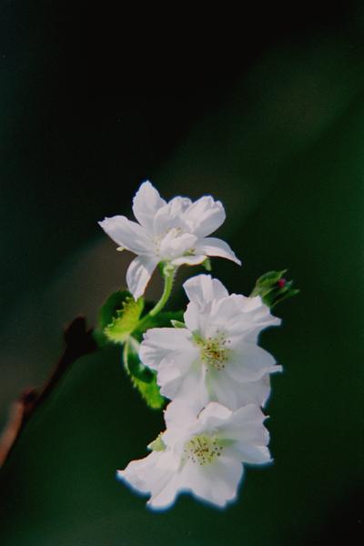 10sakura01 �P�O����