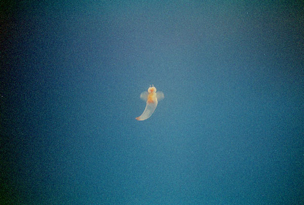 clione01.jpg   �N���I�l