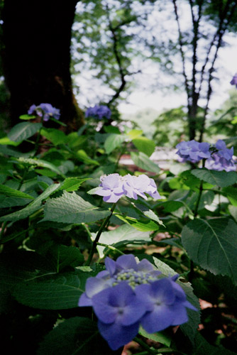 ajisai001 ���z��