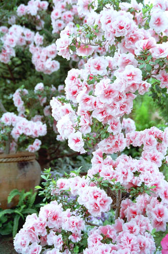 azarea001�@�A�U���A�i�P�j