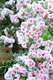 azarea001