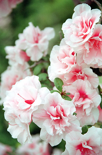 chiranzia002�@�A�U���A�i�Q�j