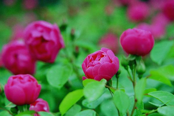 bara007 �E�����[���~�����X�^�[