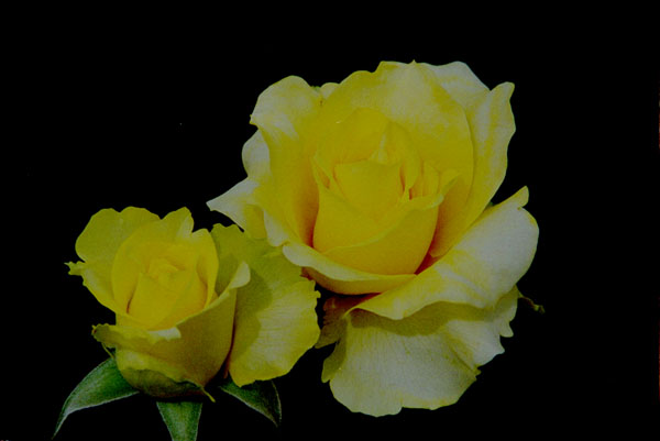 bara010 �S�[���f�����_�C����