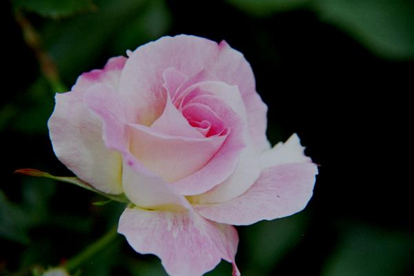 bara011 �}�`���_