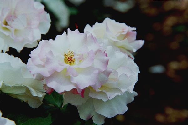 bara012 �}�`���_