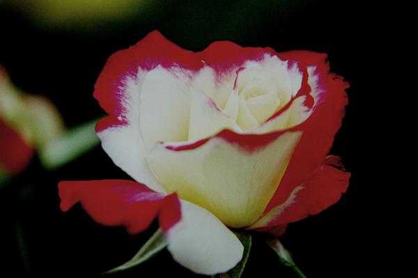 bara013 �_�u���f���C�g