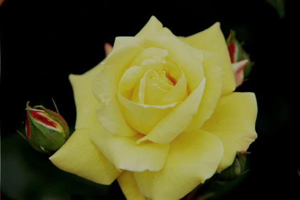 bara014 �h�N�^�[�t�@�E�X�g