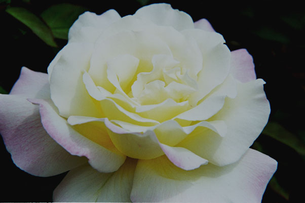 bara015 �K�[�f���p�[�e�B