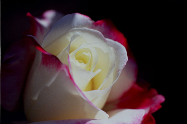 bara018 �_�u���f���C�g