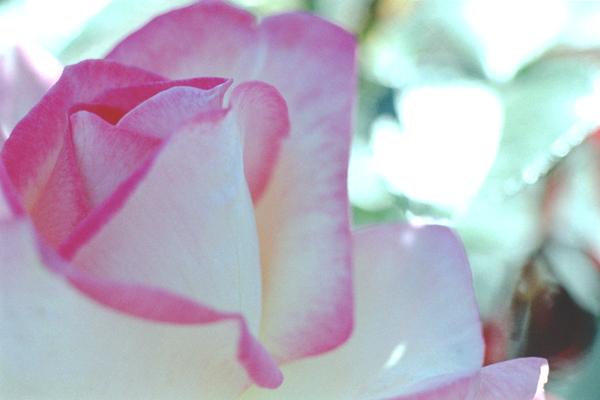 bara019 �v�����Z�X�E�h�D�E���i�R