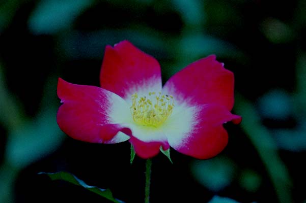 bara020 �J�N�e��