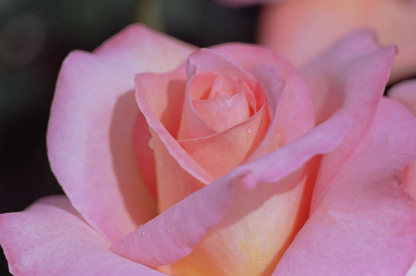 bara021 �w�����g���[�x��