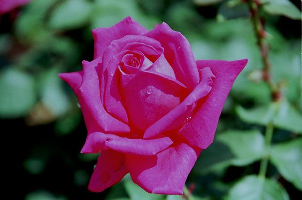 bara022 �}���A�J���X