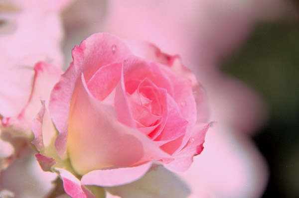 bara023 �}�`���_