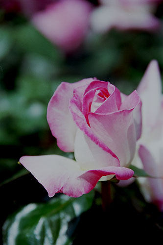 bara024 �v�����Z�X �h�D ���i�R