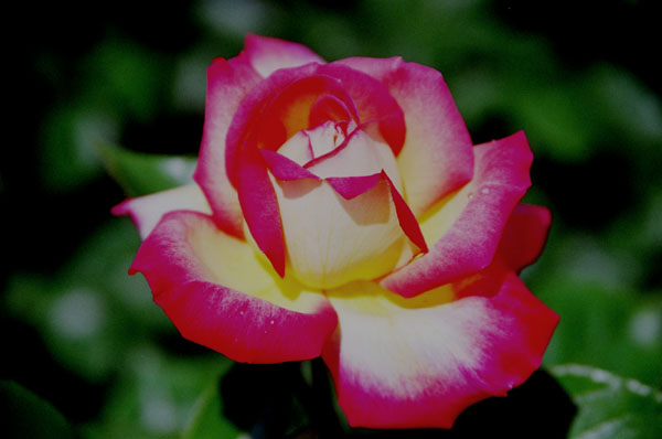 bara025 �V�J�S�s�[�X